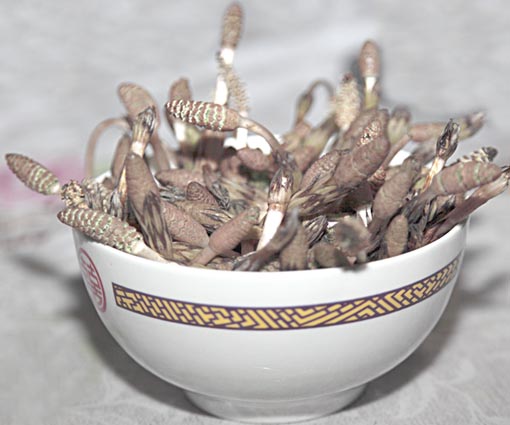 tukusimori tukusimori