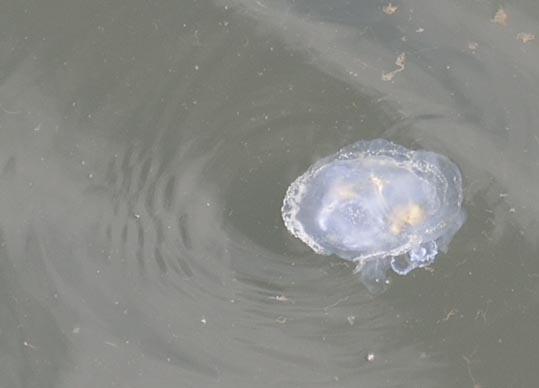 itasyafesATC2012-204