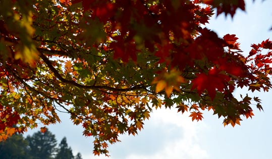 2012akinokouyasan065