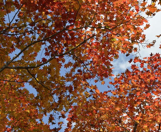 2012akinokouyasan069