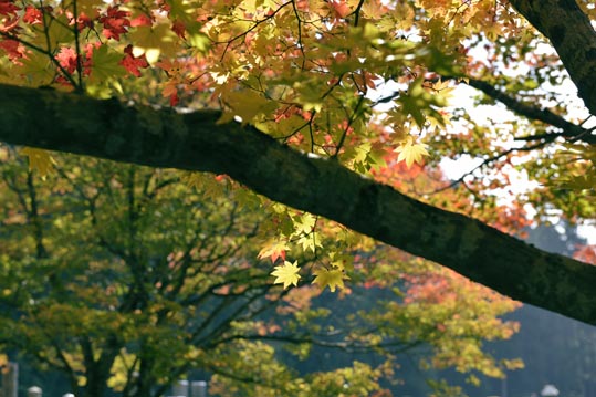 2012akinokouyasan070