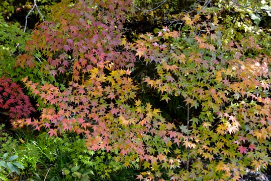 2012akinokouyasan072