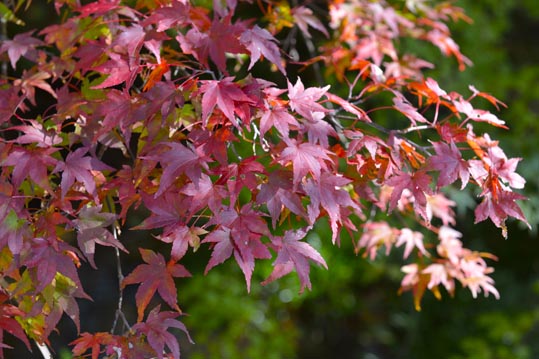 2012akinokouyasan073