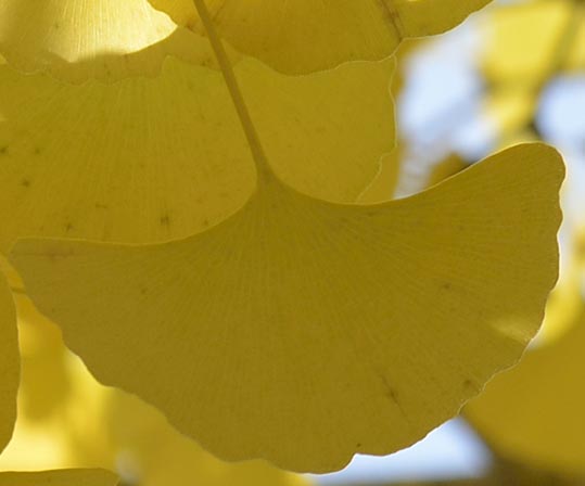 2012akinokouyasan078