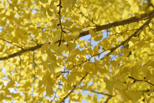 2012akinokouyasan079