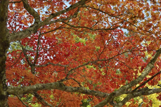 2012akinokouyasan081