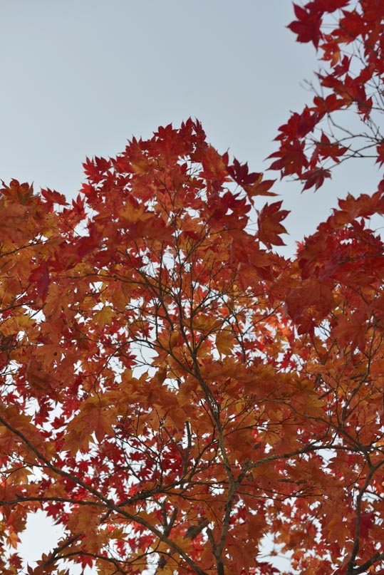 2012akinokouyasan082