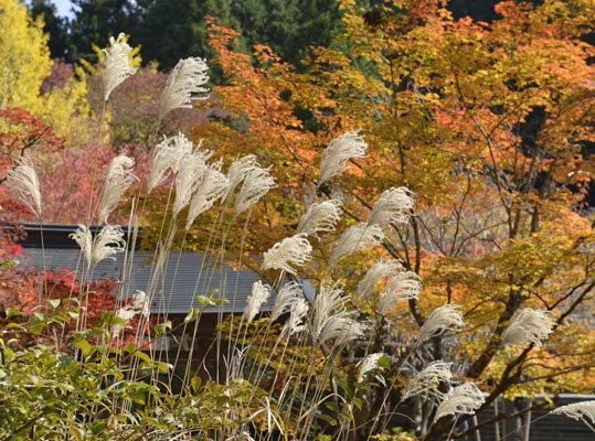 2012akinokouyasan085