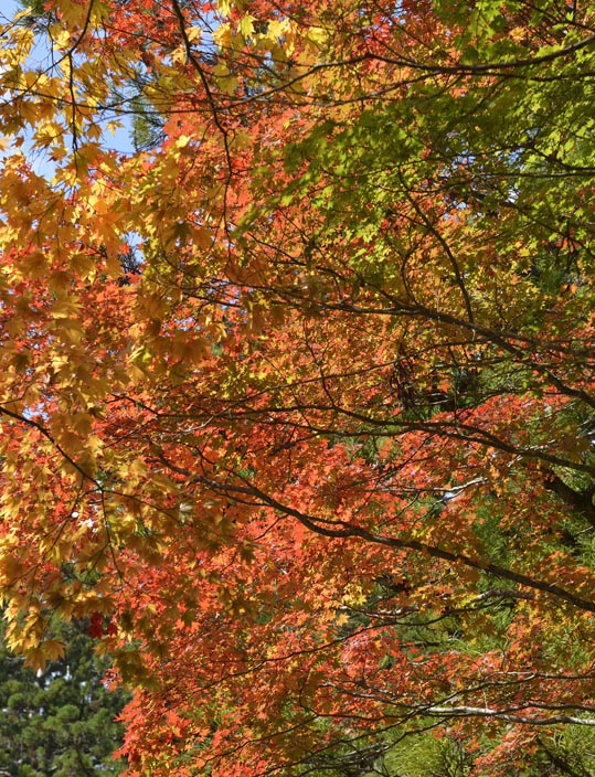 2012akinokouyasan086