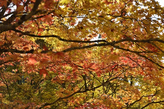 2012akinokouyasan087