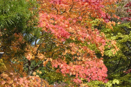 2012akinokouyasan090