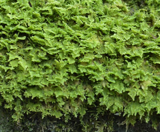 2012akinokouyasan115