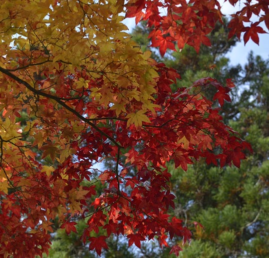 2012akinokouyasan132