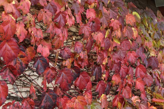 2012akinokouyasan176