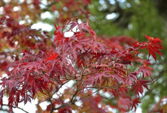 2012akinokouyasan178