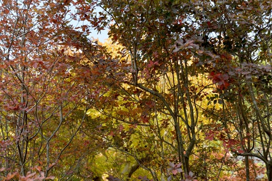 2012akinokouyasan190