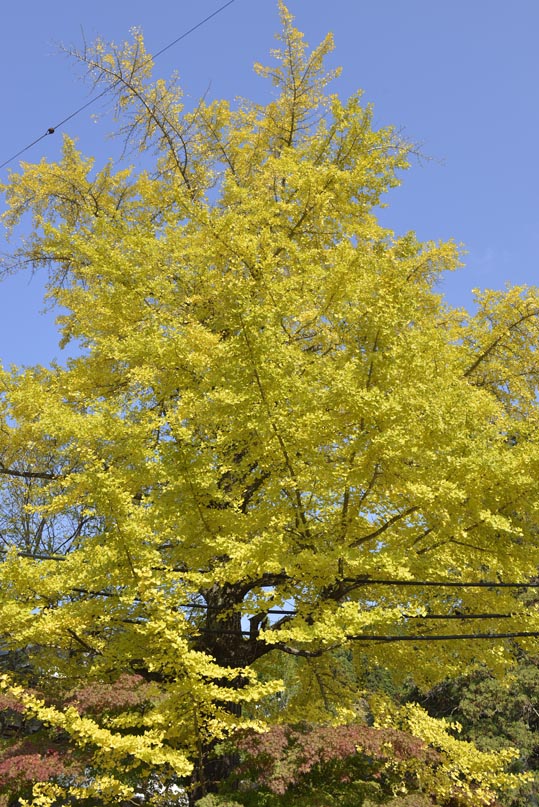 2012akinokouyasan215