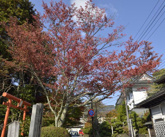 2012akinokouyasan223