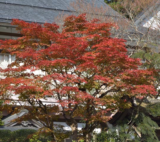 2012akinokouyasan228