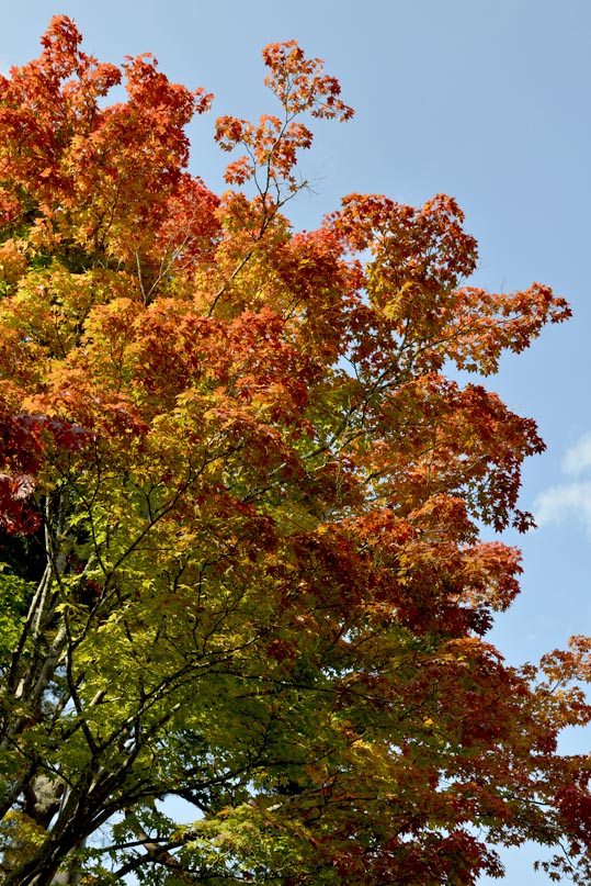 2012akinokouyasan230