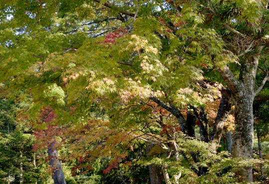 2012akinokouyasan237