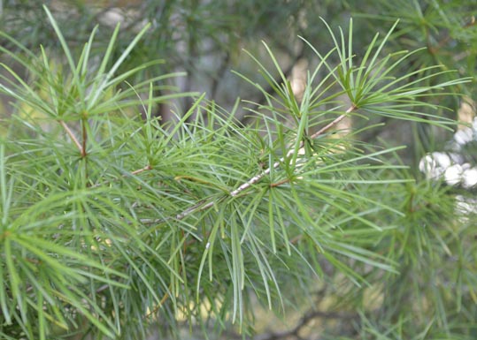 2012akinokouyasan241