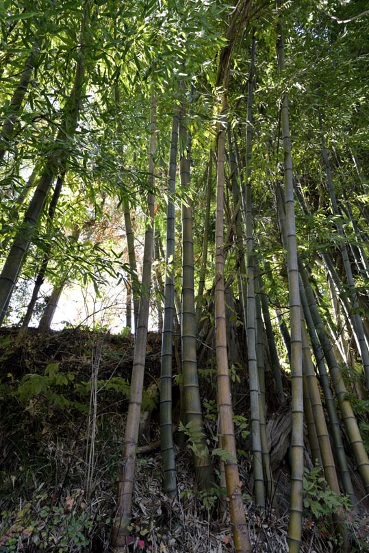 2012akinokouyasan263