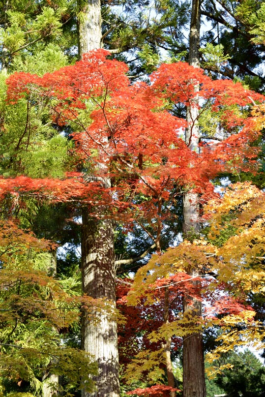 2012akinokouyasan269