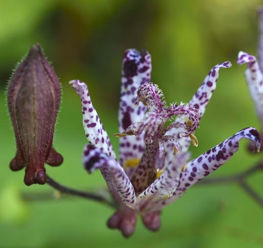 2012akinokouyasan271