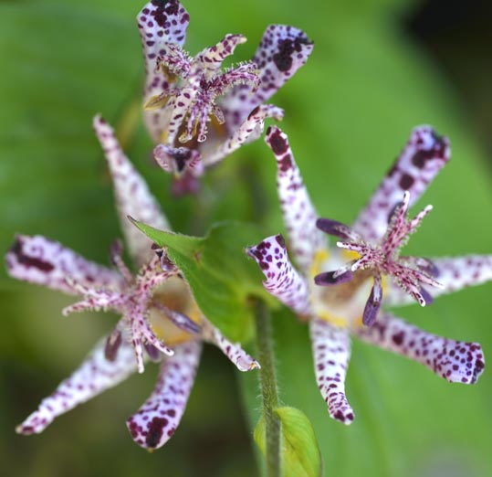 2012akinokouyasan272