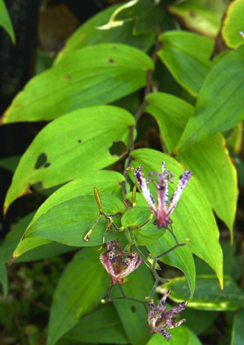 2012akinokouyasan274