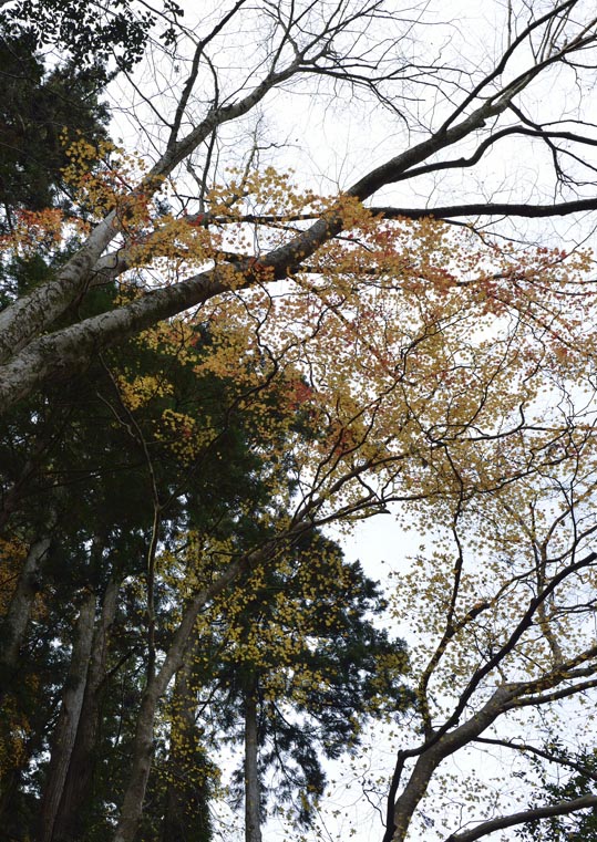 2012kuramaderakifune048