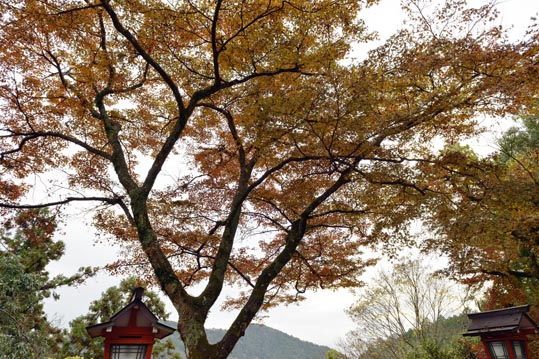 2012kuramaderakifune093