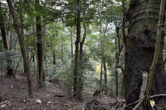 2012kuramaderakifune143