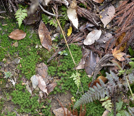 2012kuramaderakifune148