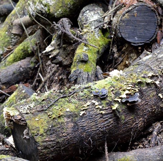 2012kuramaderakifune149