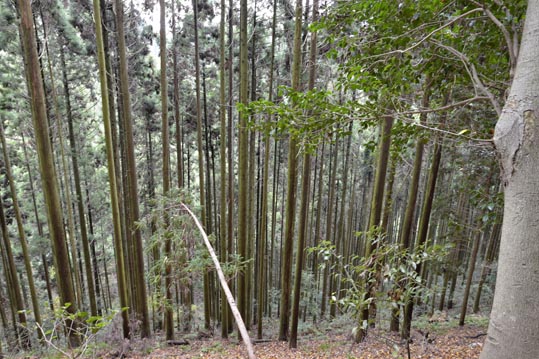 2012kuramaderakifune153