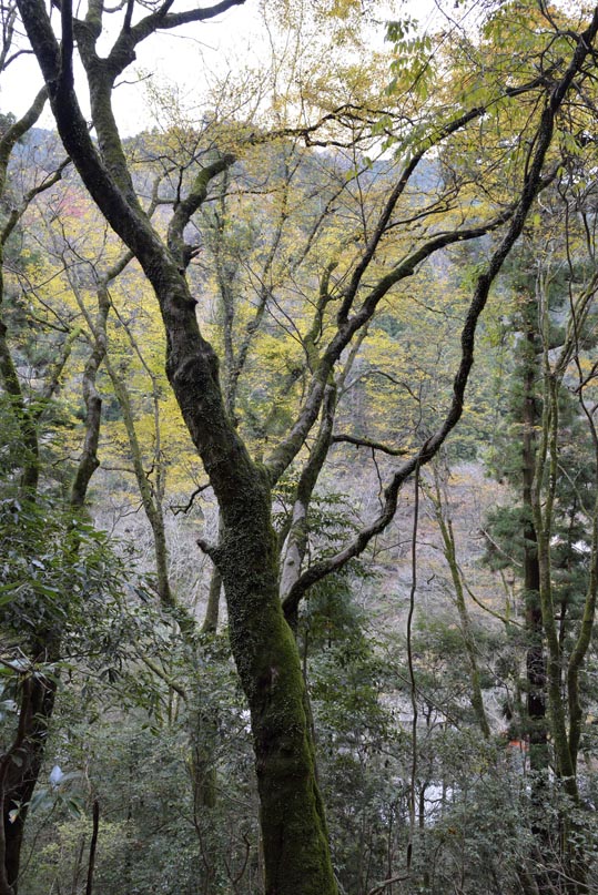 2012kuramaderakifune157