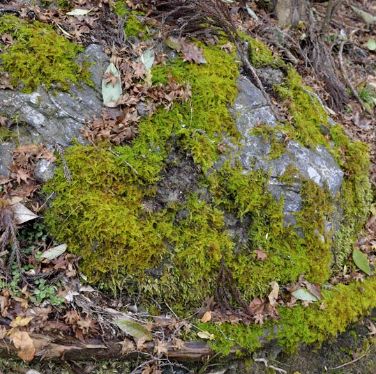 2012kuramaderakifune159