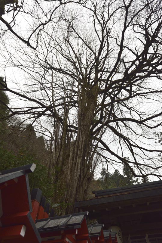 2012kuramaderakifune168