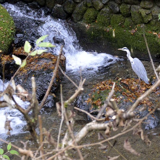 2012kuramaderakifune212