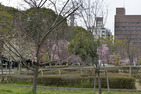 2013nagaikouennosakura001