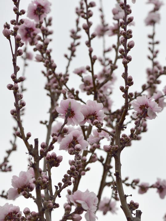 2013nagaikouennosakura002