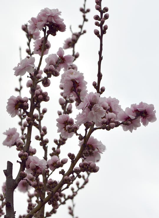 2013nagaikouennosakura003