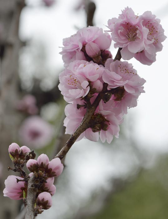 2013nagaikouennosakura005