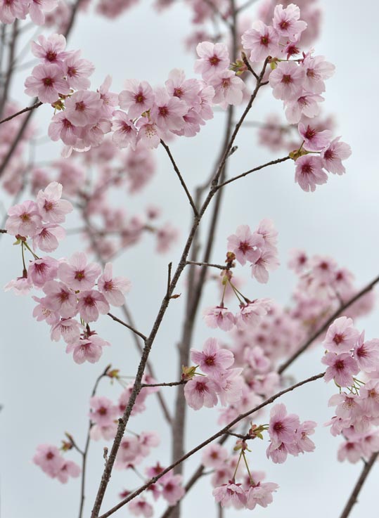 2013nagaikouennosakura009