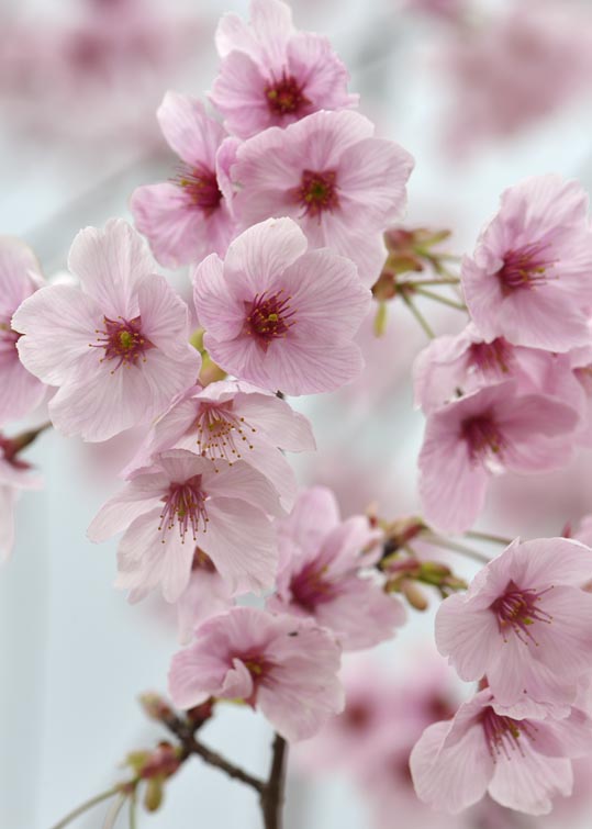 2013nagaikouennosakura010