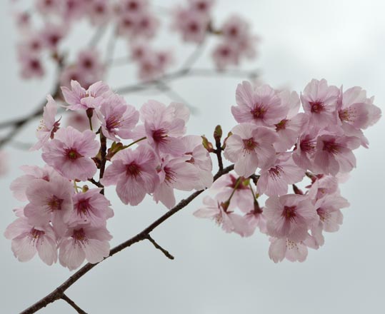 2013nagaikouennosakura011