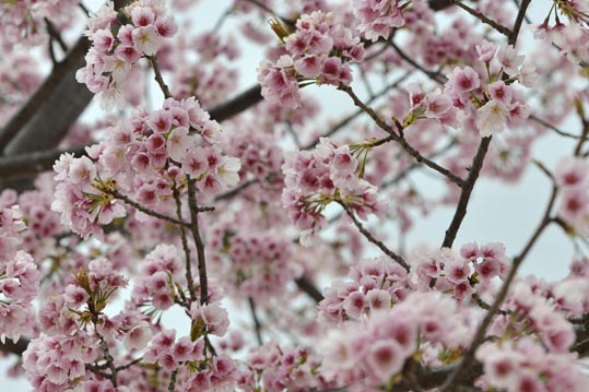 2013nagaikouennosakura012