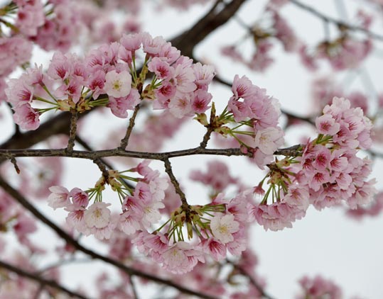 2013nagaikouennosakura014